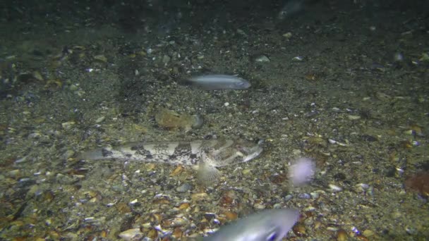 Deniz balığı Knout goby balığı (Mezogobius batrachocephalus) at uskumrusu ile çevrili deniz tabanında. — Stok video