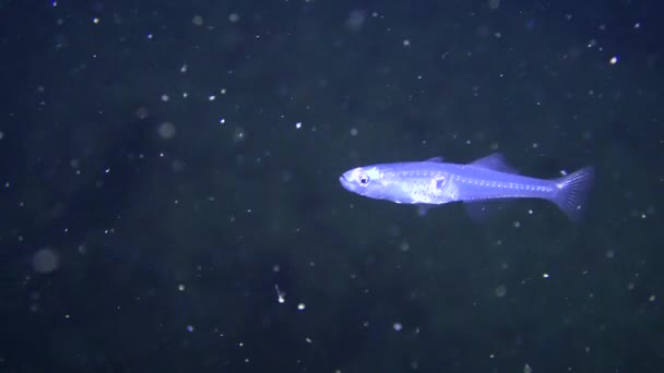 Θαλασσινά ψάρια Διαφανές goby (Aphia minuta) σε σκούρο φόντο. — Αρχείο Βίντεο