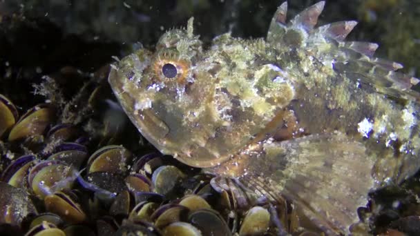 Black scorpionfish on a stone covered with mussels. — Stock Video