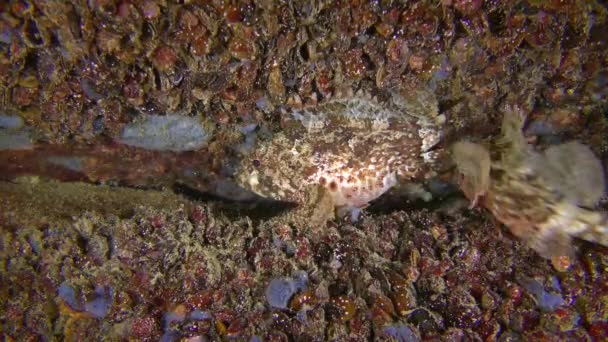 Jogos de acasalamento Black scorpionfish (Scorpaena porcus ). — Vídeo de Stock