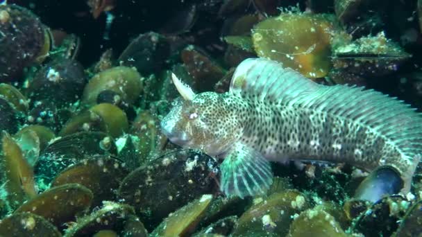 Male Tentacled blenny at the bottom covered with mussel shells. — Stock Video