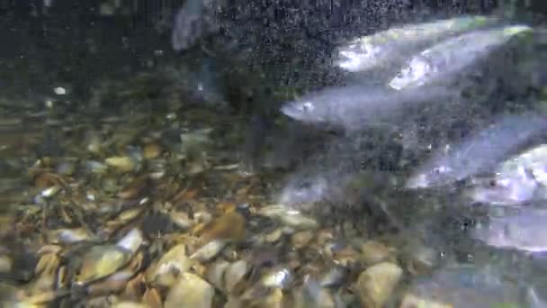 Un troupeau de poissons commerciaux chinchard mange de petits crustacés . — Video