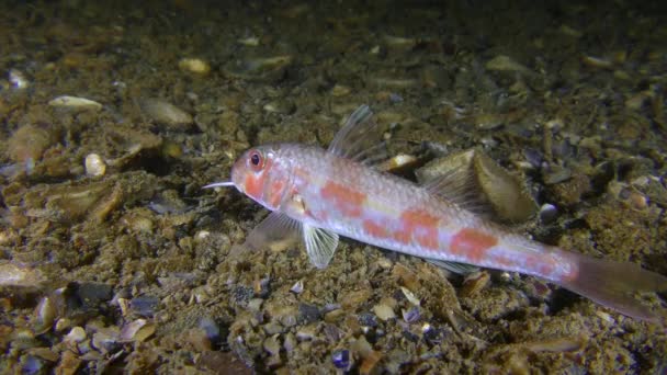 Grundfisch Rotbarbe tastet den Boden mit seinen Fühlern auf der Suche nach Nahrung ab. — Stockvideo