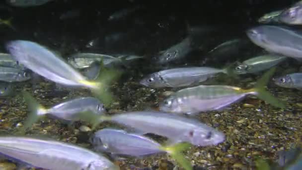 Beaucoup de maquereaux méditerranéens nagent près du fond à la recherche de nourriture . — Video