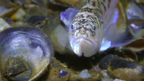 Pesce velenoso Maggior peso (Trachinus draco), ritratto, vista frontale . — Video Stock