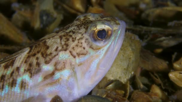 Giftige Fische Große Unkräuter drehen aktiv ihre Augen, Nahaufnahme. — Stockvideo