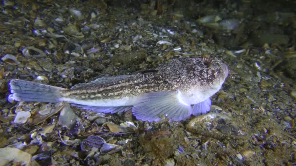 Ядовитая рыба Атлантический звездочет лежит на дне моря, а затем покидает раму . — стоковое видео