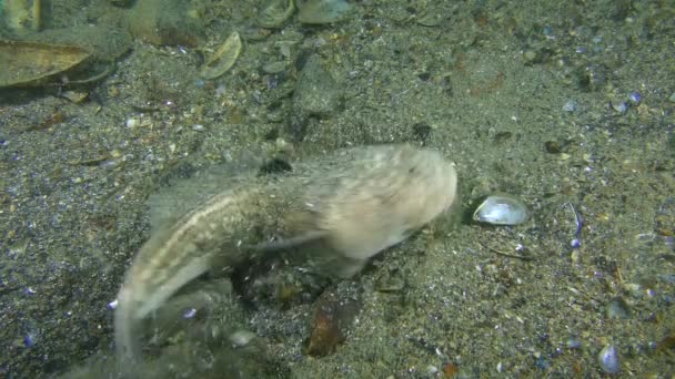 Нижняя рыба Атлантический звездный наблюдатель копает в песчаном дне . — стоковое видео