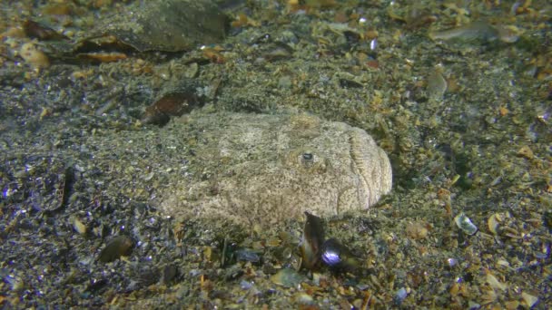 Bodenfische atlantischer Sternengucker gräbt sich in den sandigen Boden, Nahaufnahme. — Stockvideo