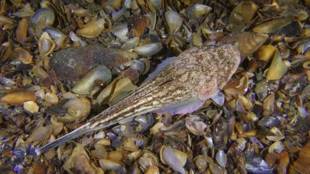 Морская рыба Atlantic stargazer (Uranoscopus scaber) лежит на морском дне, вид сверху . — стоковое видео