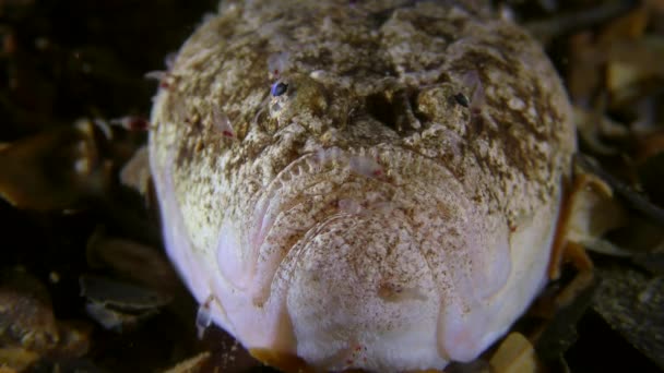 Parasitische schaaldieren (visluizen) op de kop van de vis, close-up. — Stockvideo