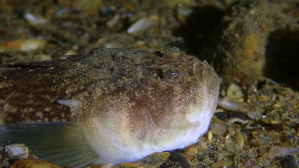 Fish Atlantic Stargazer δελεάζει το θήραμα με ένα σκουλήκι-όπως κίνηση της γλώσσας, κοντινό πλάνο. — Αρχείο Βίντεο