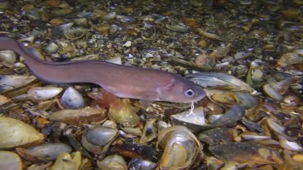 Night sea fish Roche's snake blenny searches for prey by feeling the bottom with antennae. — Stock Video