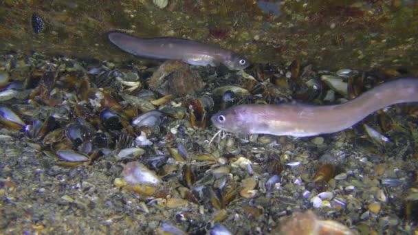 Mannelijke en vrouwelijke slangenblenny van Roche ontmoeten elkaar op de zeebodem. — Stockvideo