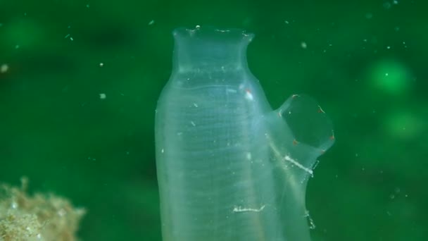 Sárga-tengeri spricc (Ciona intestinalis), közelkép, nagyítás. — Stock videók