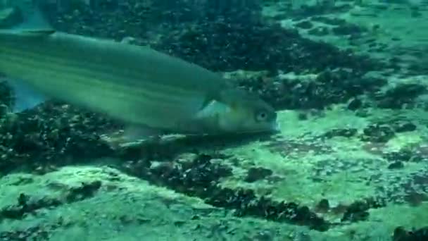 Táplálkozás Golden mullet (Liza aurata), közelkép. — Stock videók