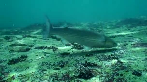 Cibo Triglia grigia dorata (Liza aurata), colpo medio. — Video Stock