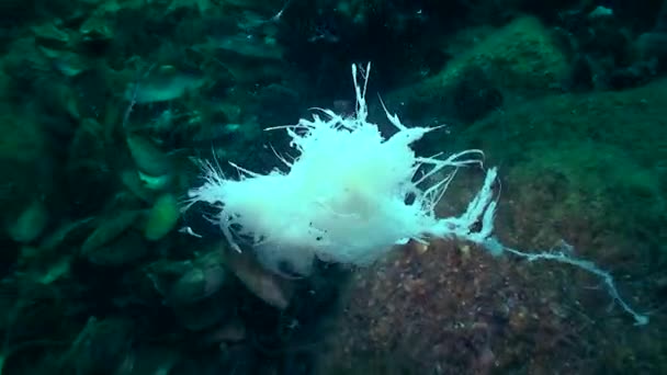 Ökológiai probléma: a tengeri gombák tömeges növekedése a tengerfenéken. — Stock videók