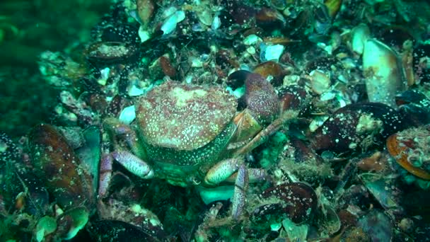 Unikátní střelba: krab změní svůj shell. — Stock video