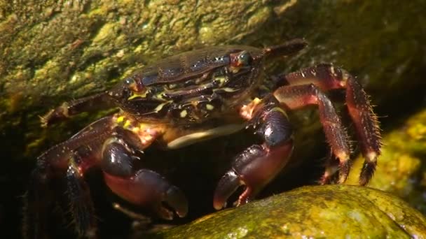 Crabe commun marbré (Pachygrapsus marmoratus) sur terre. — Video