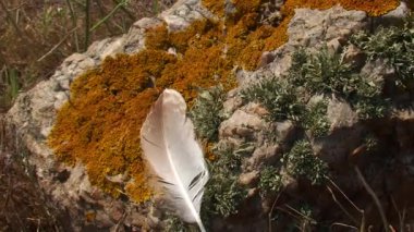 Deniz kıyısındaki rüzgâr, bir kuş tüyünü hareket ettirir ve uzaklara götürür..
