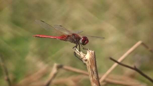 Dragonfly Vagrant darter (Sympetrum vulgatum). — Αρχείο Βίντεο