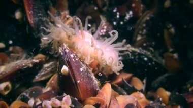 Boncuk Anemone (Actinia equina) dokunaçlarını geri çeker.