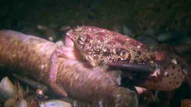 Siğil yengeci (Erithe verrucosa) ölü balık yer, orta pişmiş..