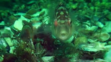 Grey wrasse 'nin üretimi (Symphodus cinereus).
