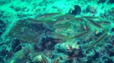 Deniz ötrofikasyonu: Deniz balıkları deniz mantarlarını yer.