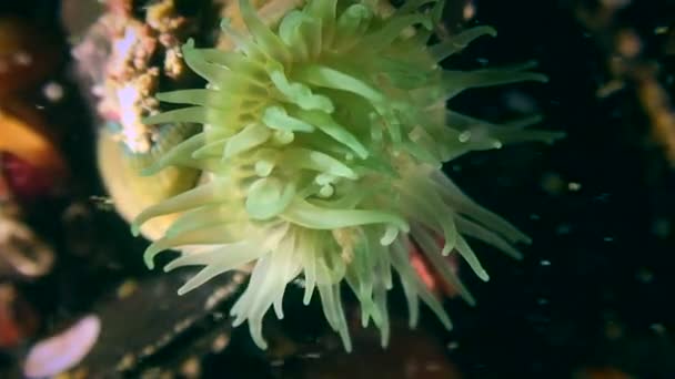 Anemone (Actinia equina) frisst Krebstiere. — Stockvideo