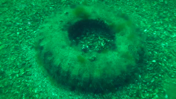 Poluição do mar: pneu de automóvel a uma profundidade superior a 30 m . — Vídeo de Stock