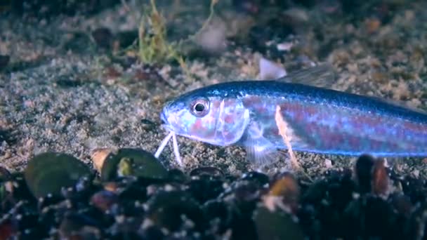 Röd mulle (Mullus barbatus): ung fisk. — Stockvideo