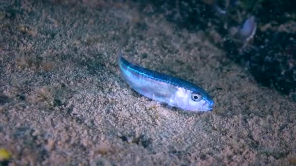 Красная кефаль (Mullus barbatus): молодая рыба . — стоковое видео