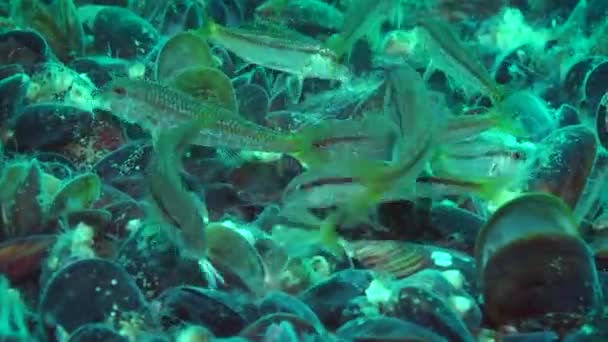 Эвтрофикация моря: Морские рыбы едят морские грибы. — стоковое видео
