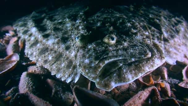 Turbot (Scophthalmus maximus) leży na dole, portret. — Wideo stockowe