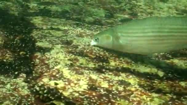 Voeding Golden Golden mullet (Liza aurata), close-up. — Stockvideo