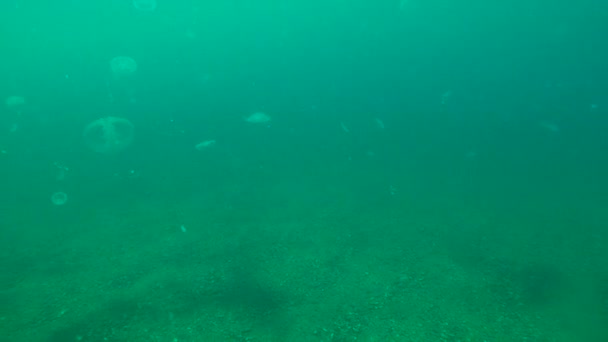 Méduses à la limite de la couche thermocline . — Video