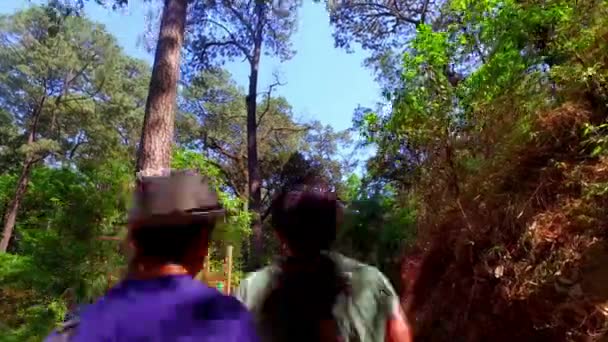 Familia caminando en el bosque – Stock-video