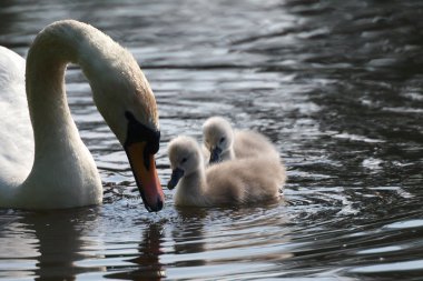 Küçük kuğular gölet üzerinde