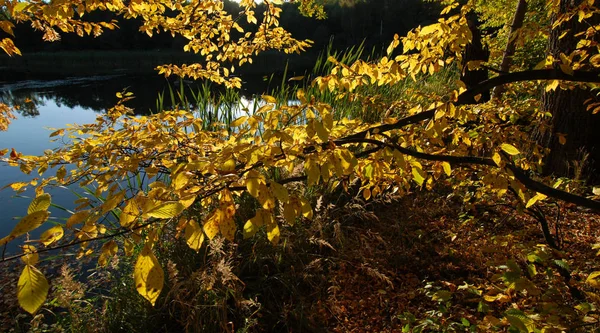 Folhas Douradas Das Árvores Margem Lago Outono — Fotografia de Stock