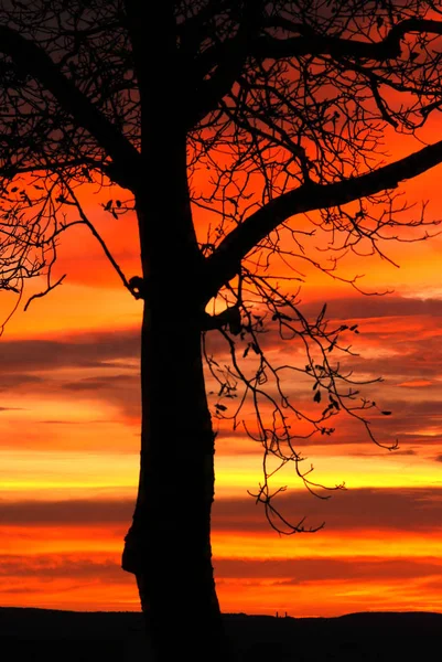 Sunset Silhouette Old Tree End Autumn — Stock Photo, Image