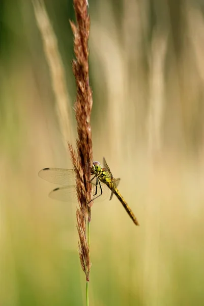 蜻蜓坐在夏日池塘岸边 — 图库照片