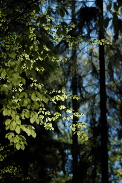 Spirande Träd Skogen Våren Solljus — Stockfoto