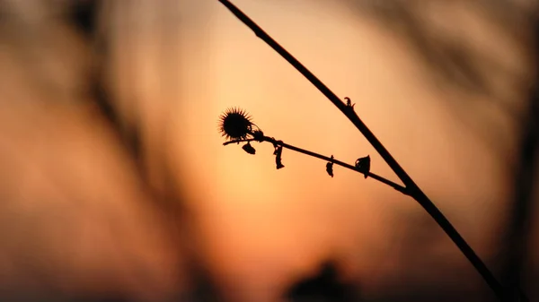 Silhouette Del Cardo Autunnale Bagliore Del Sole Della Prima Sera — Foto Stock