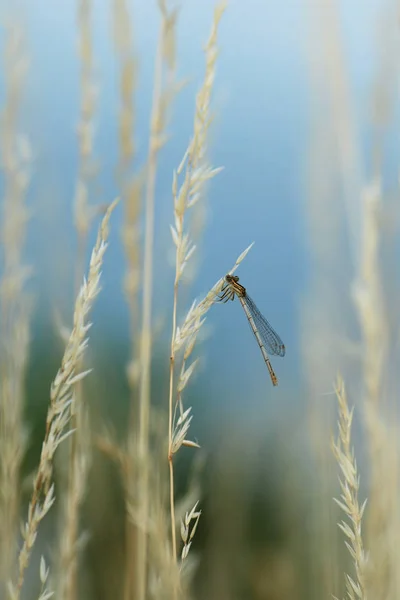 Dragonfly Zittend Gras Bank Van Zomer Vijver — Stockfoto