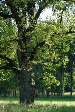 Yaşlı ve çok eski bir avcılık yüksek koltuk ile meşe