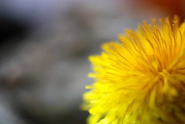 Dandelions Flor Amarelos Jardim Primavera — Fotografia de Stock