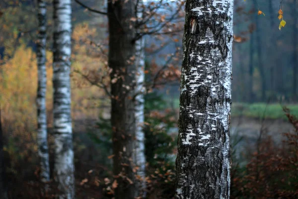 Březové Kmeny Břehu Rybníka Podzimním Oparu — Stock fotografie