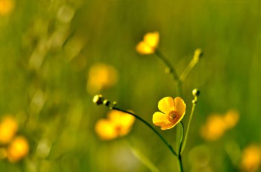 Sarı çiçekler buttercups ile Bahar çayır